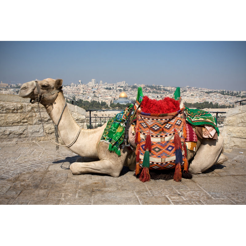 Camel by Jsteck - No Frame Art Prints on Canvas, 81cm H x 122cm W