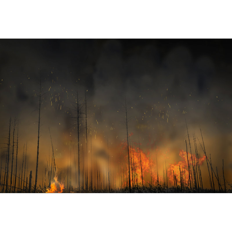 Forest Forest - Photographie sur toile tendue, H 8 po x l 12 po