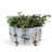 Giovanni Pot Planter