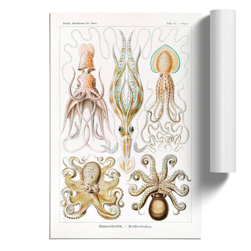 Octopus And Squid - No Frame Print, 59cm H x 42cm W x 0.1cm D