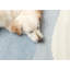 Tapis pingouin pour enfants-102157848