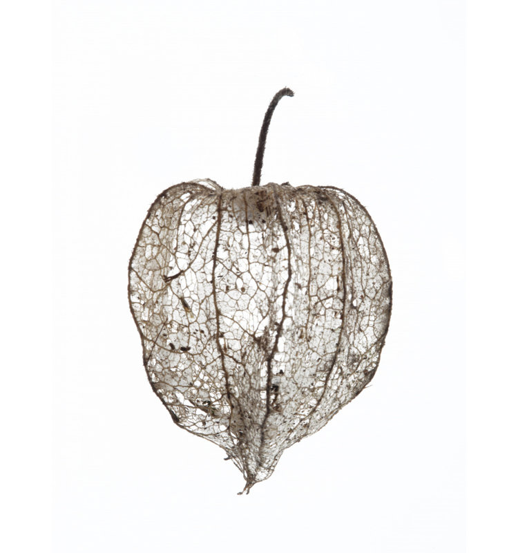 Wrapped Canvas Print, 81.28 cm H x 121.92 cm W