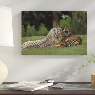 " Bengal Tiger Affectionate Pair, One With Normal Coloration And The Other A Melanistic White Morph, India "