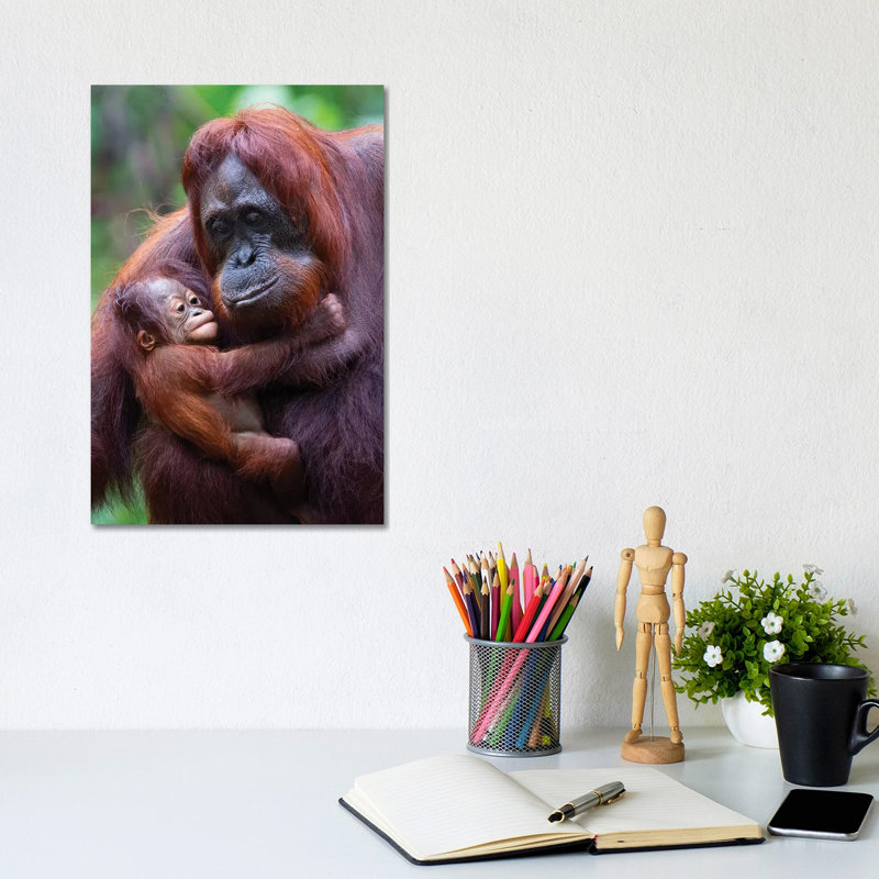 Orangutan Mother And Baby Borneo - Wrapped Canvas Print, 20.32 cm H x 30.48 cm W