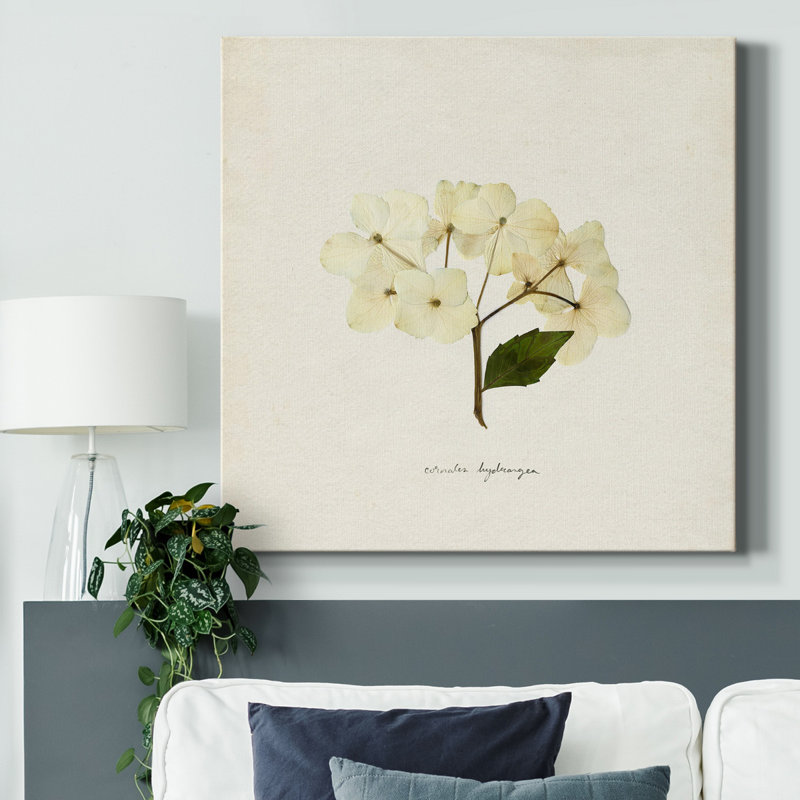 Cornales Hydrangea II - Wrapped Canvas Print, 24" H x 24" W x 1" D