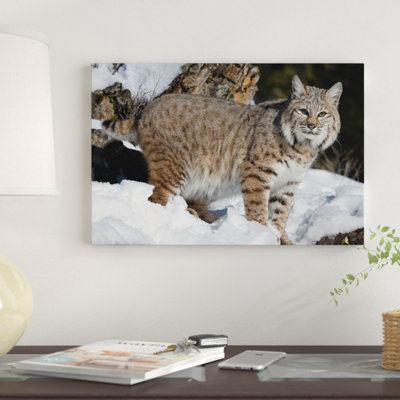 " Bobcat In The Snow, Kalispell, Montana " by Matthias Breiter