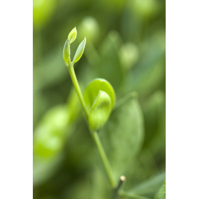 Jojoba (Simmondsia Chinensis) par Ayimage