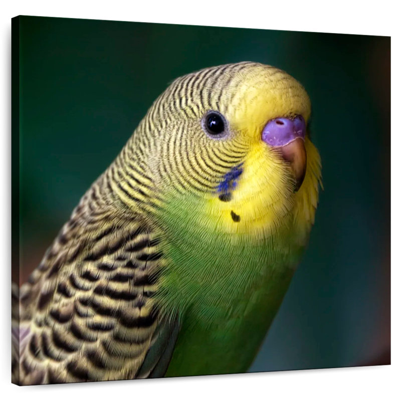 Crowle Budgie Close Up