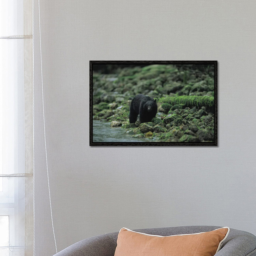 Ein Schwarzbär beim Fischen im Clayoquot Sound von Joel Sartore - Galerie-verpackte Leinwand Giclée auf Leinwand