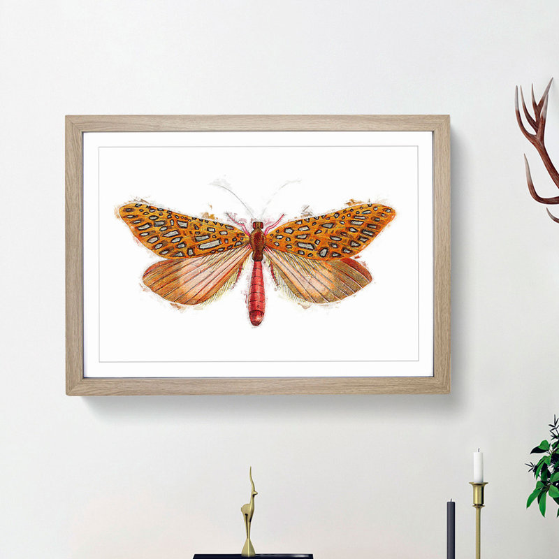 Venus Moth by George Shaw - Framed Print, 36cm H x 48cm W x 2cm D, Oak Framed