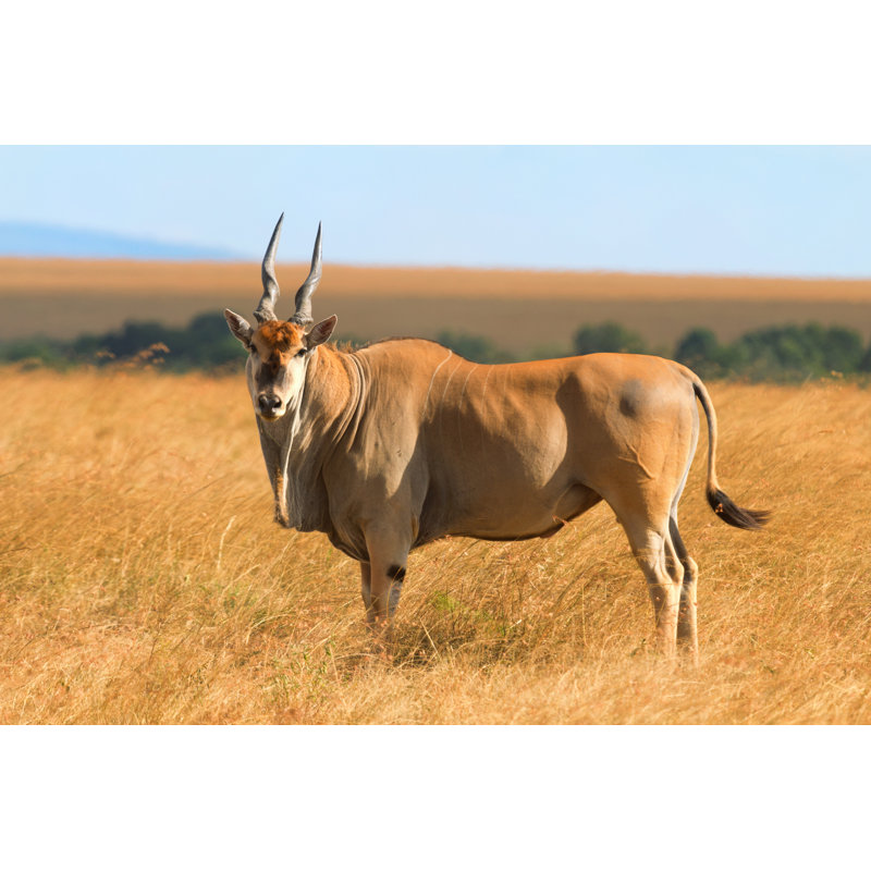 Eland Antelope by Ivanmateev - Wrapped Canvas Print, 81cm H x 122cm W 