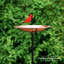 Bain d'oiseaux Faus