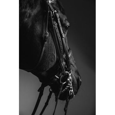 Desaray " Horse Wearing Saddle "