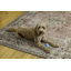 Tapis rose et ivoire Delacroy-2145622788