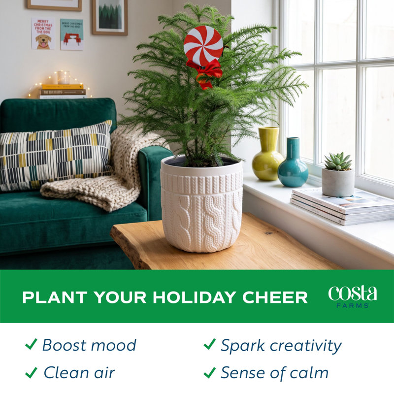 1.5' Fresh Cut Christmas Tree