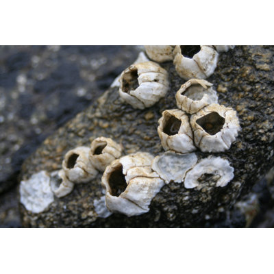 Acorn Barnacle by Medveh - Wrapped Canvas Print