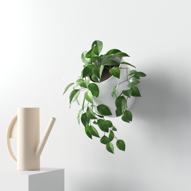 Hilaria Ceramic Wall Planter, 6.5'' H x 5.5'' W x 5" D, Glossy White