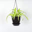 Live Spider Plant in Hanging Pot