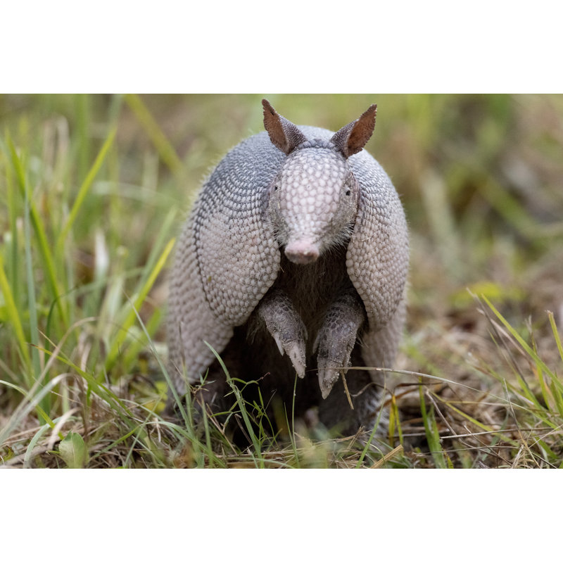Nine Banded Armadillo - Wrapped Canvas Print, 20cm H x 30cm W x 3.8 cm D