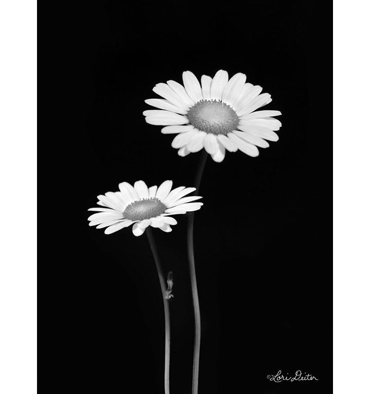 «Latitude Run® Deiter, Lori Gallery», art sur toile tendue: Paire de marguerites, H 47 po x l 36 po