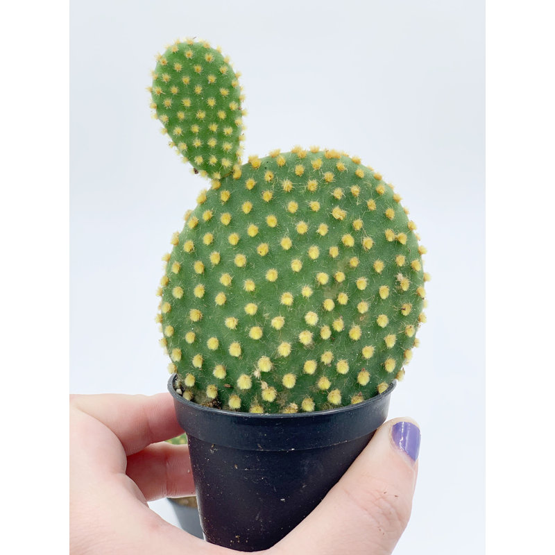 Bunny Ear Prickly Pear Cactus