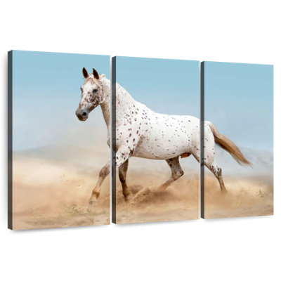 Cheval du désert Brampt Appaloosa