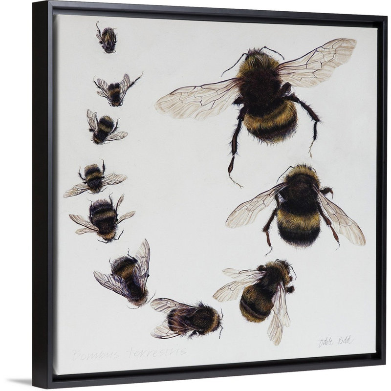 Bombus, 2015 - reproduction d'art, Cadre flottant noir, H 14 po x l 14 po x P 1,75 po