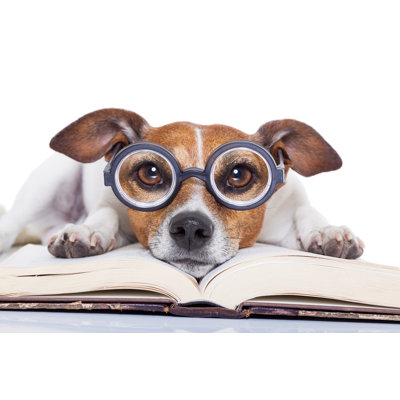 " Dog Reading Books "