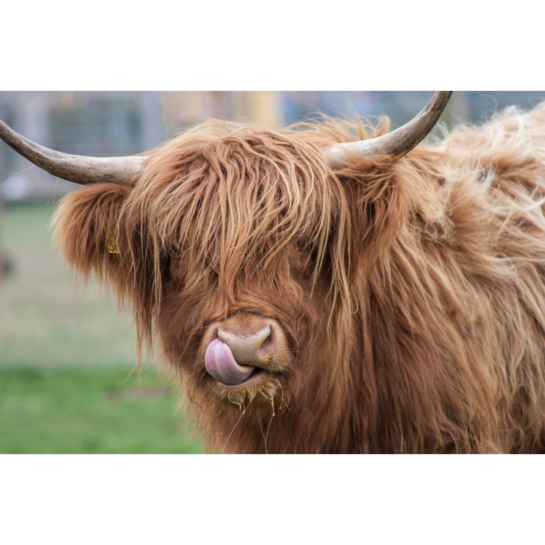 Highland Cow - Wrapped Canvas Print