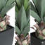 Agave 30 po plante artificielle avec pot