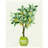 " Lemon Tree III " by Stellar Design Studio-1969192643