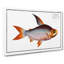 Toothless Salmon Fish by M.E. Bloch - Wrapped Canvas-55361647