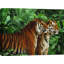 Two Bengal Tigers - Wrapped Canvas Print-1386561419