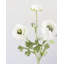 White Ranunculus 18.5"