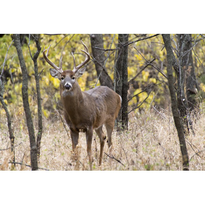 Deer by Ricardoreitmeyer