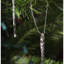 Ensemble d'ornement en verre glacé transparent 3-1 / 2 po - 5-1 / 2 po - 24 pièces (1)