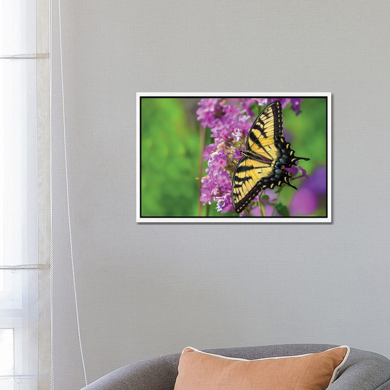 Splash Of Color by David Gardiner - Print on Canvas, White Framed, 66.04 cm H x 45.72 cm W
