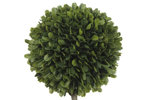 36" Double Boxwood Topiary in Pot