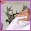 Literie Elk Wildlife-1548090811