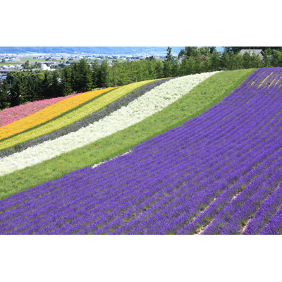 Fulshear Hokkaido - Wrapped Canvas Print