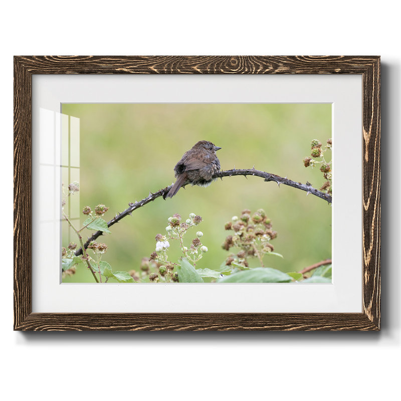 " Resting Sparrow ", Noyer, H 22 po x l 32 po x P 1,5 po