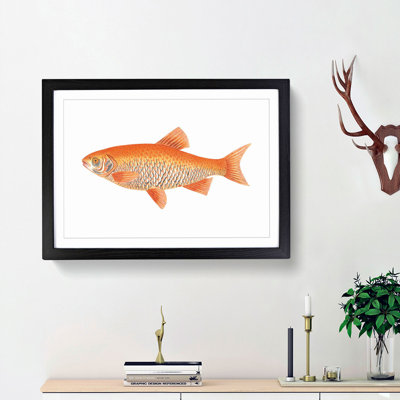Orange Carp Fish by George Shaw - Framed Print