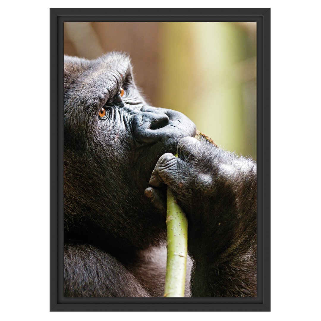 Gerahmtes Wandbild Gorilla isst