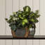 Ivy violet artificiel 5" en pot
