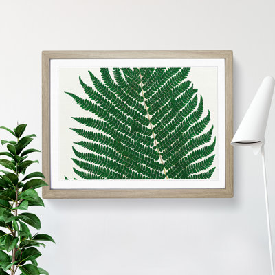 Splendorous Fern Leaf - Framed Print