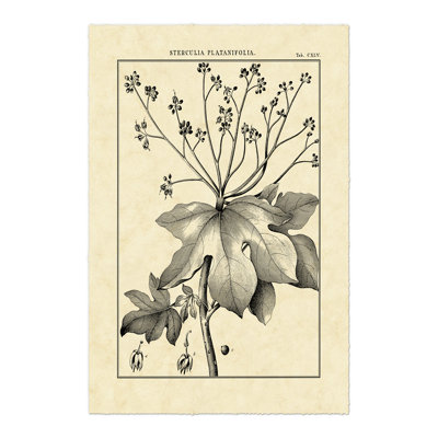 Vintage Botanical Study I by Sellier - Wrapped Canvas Print