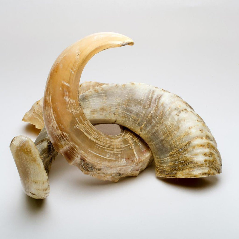 Pair of Polished African Merino Horn