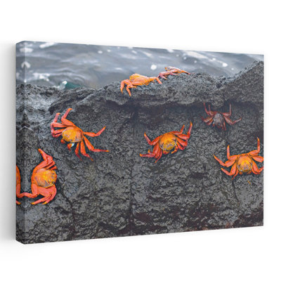 High Angle View of Sally Lightfoot Crabs Grapsus Grapsus sur un rocher, îles Galapagos, Équateur, abstrait, contemporain, paysage de poisson, art naturel