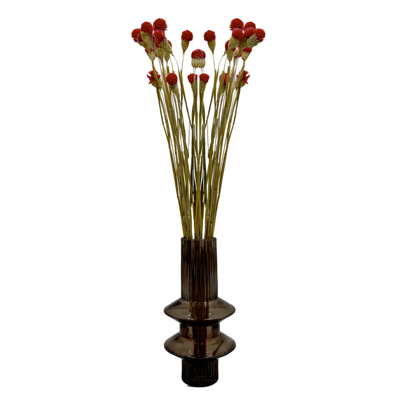 Ensemble de 4 globes séchés préservés amaranthe, 22 à 24 po de long, 16 pièces / paquet, Rouge