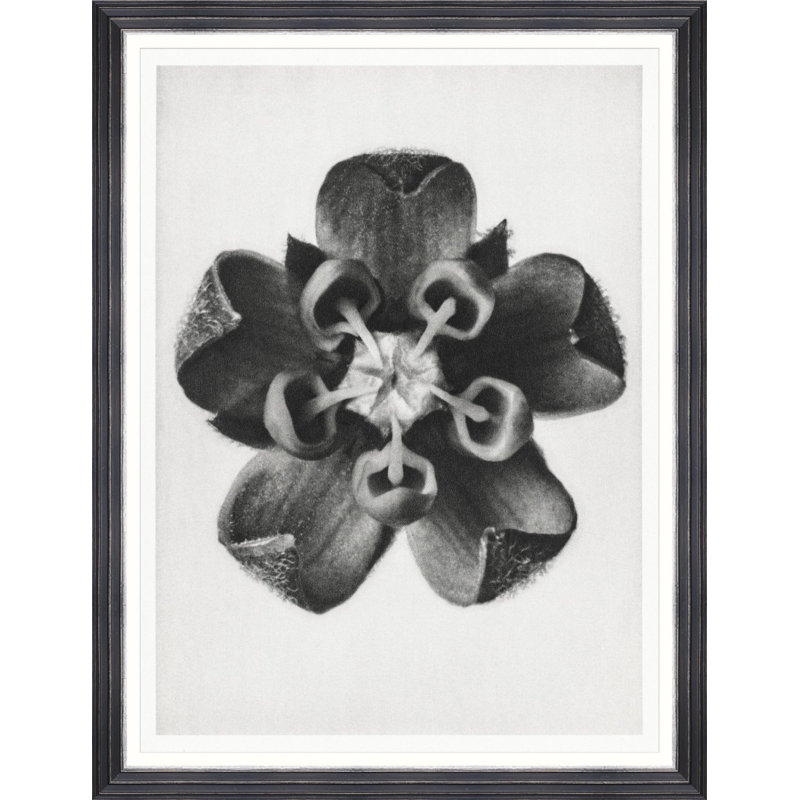 COMMON MILKWEED BY KARL BLOSSFELDT